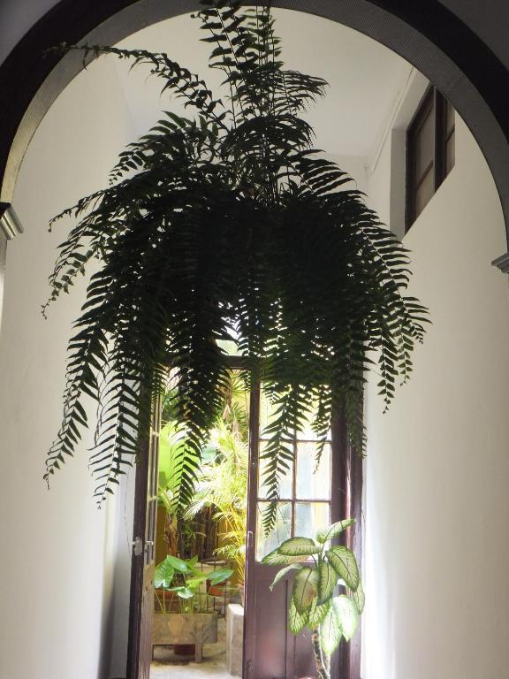 Casa Colonial Cejas Otel Santa Cruz de Tenerife Dış mekan fotoğraf