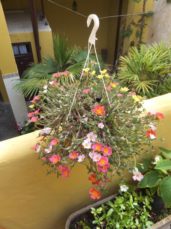 Casa Colonial Cejas Otel Santa Cruz de Tenerife Dış mekan fotoğraf