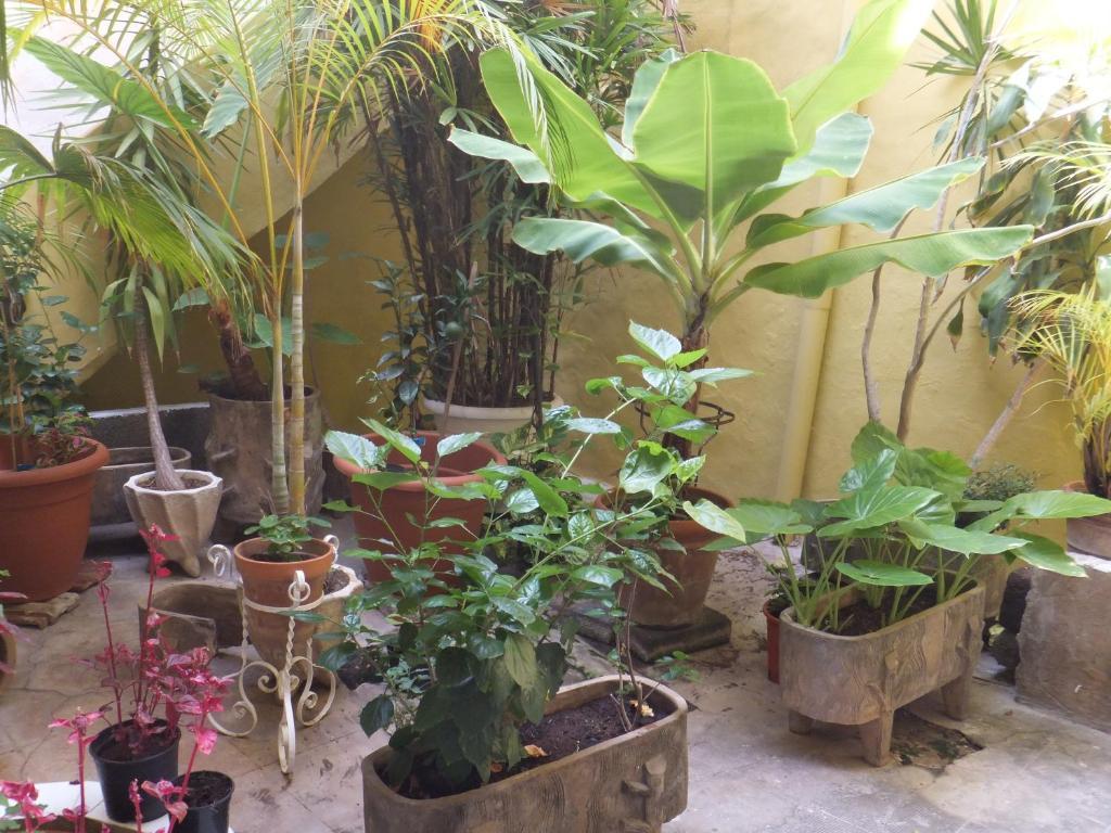 Casa Colonial Cejas Otel Santa Cruz de Tenerife Dış mekan fotoğraf